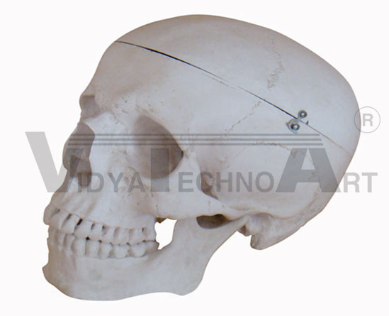 Deluxe Life-Size Skull Style A